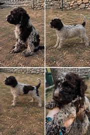 Lagotto (Tartufo)