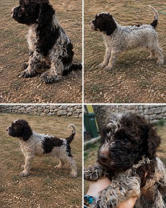 Lagotto (Tartufo)