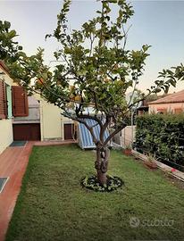 Marina di Tertenia - villetta