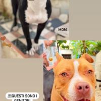 Cuccioli di pitbull