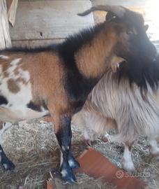 Capro maschio di 2 anni