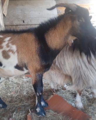 Capro maschio di 2 anni