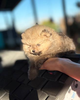 Cucciolo di spitz nano pomerania