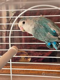 Inseparabile roseicollis