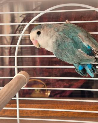 Inseparabile roseicollis