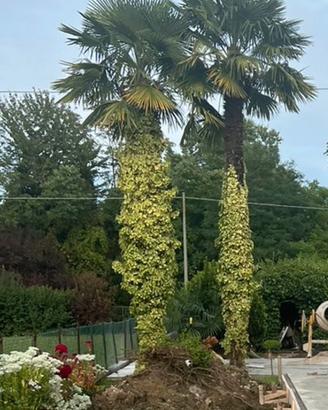 Palme
