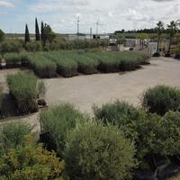 Piante ulivo varietà coratina