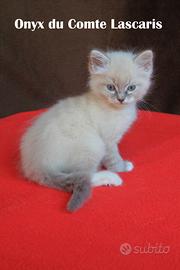 Coppia di cuccioli razza RAGDOLL