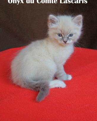 Coppia di cuccioli razza RAGDOLL