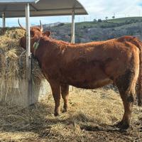 Torelli/Manze/ Biologiche razza Limousine