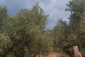 Terreno a Villapiana Lido a 800 mt dal mare