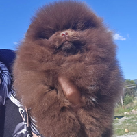 Volpino di Pomerania