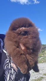 Volpino di Pomerania