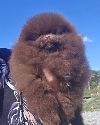 Volpino di Pomerania