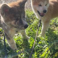 Cuccioli di Akita Inu