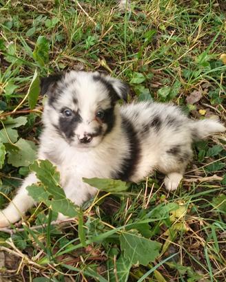 Border collie