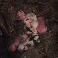 Coniglietti ariete nano