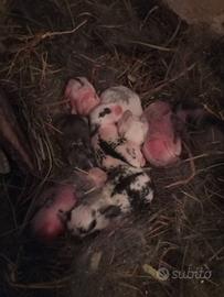 Coniglietti ariete nano