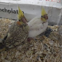 Pronti 2calopside allevato a mano