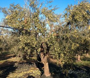 Uliveto - prezzo trattabile