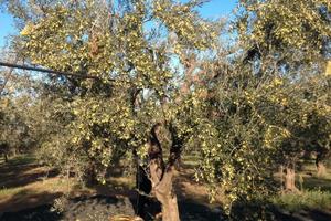 Uliveto - prezzo trattabile