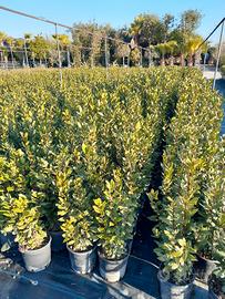 Piante di alloro (laurus nobilis)