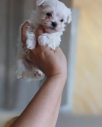 Cuccioli di maltese mini toy