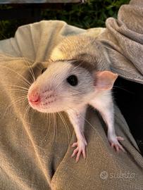 Ratti