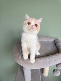 Exotic Shorthair