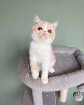Exotic Shorthair