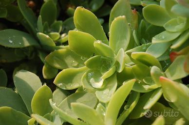 Sedum palmeri - borracina