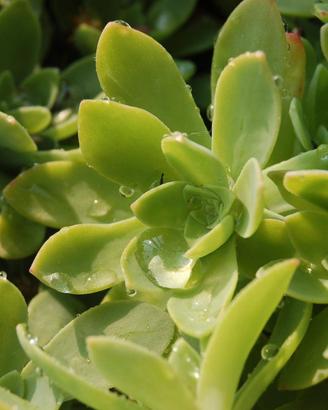 Sedum palmeri - borracina