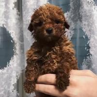 Barboncini toy minitoy e teacup