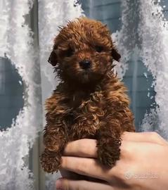 Barboncini toy minitoy e teacup