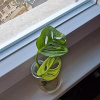 talea Monstera Adansonii 