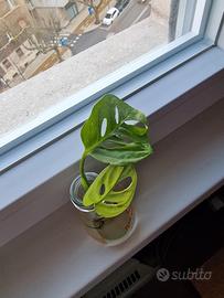 talea Monstera Adansonii 