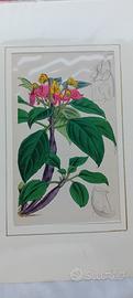 6 stampe antiche di botanica originale colorate 