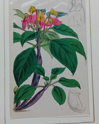 6 stampe antiche di botanica originale colorate 