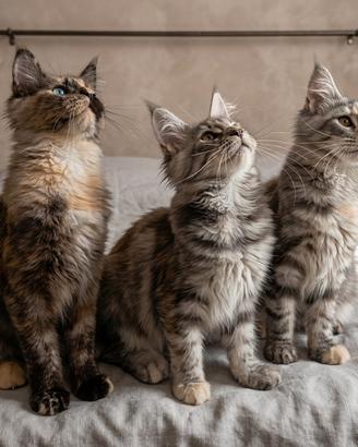 Maine coon 