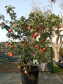 piante di agrumi