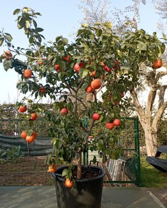 piante di agrumi