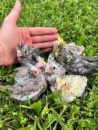 Calopsite da imbecco