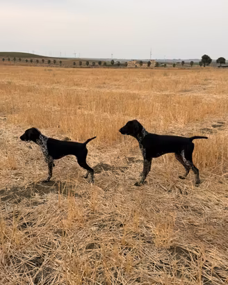 Cuccioli di kurzhaar bracco tedesco