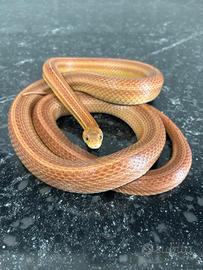 Sepente del grano ( guttata) Tessera Motley Stripe
