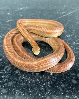 Sepente del grano ( guttata) Tessera Motley Stripe
