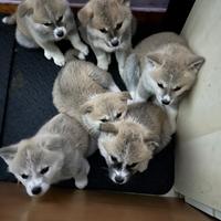 Cuccioli Akita inu campione di bellezza