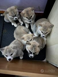 Cuccioli Akita inu campione di bellezza