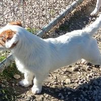 Jack Russell terrier per accoppiamento