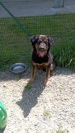 Cucciolo di 6 mesi maschio