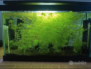 Ciano Acquario Aqua 20 LED cm40x20x25h